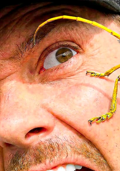S01:E02 - Most Bizarre Insects of the Wild poster