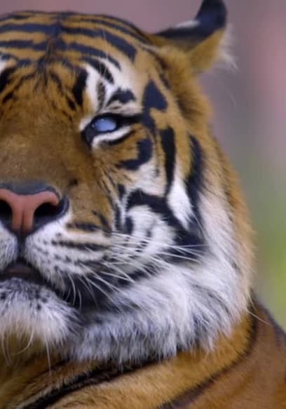 Affiche de S01:E02 - Tiger Eyes