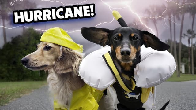 S01:E07 - Hurricane Dogs Too Smart Bachelor Dog