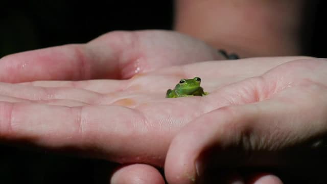 S07:E04 - Do You Believe in Ghost Frogs?