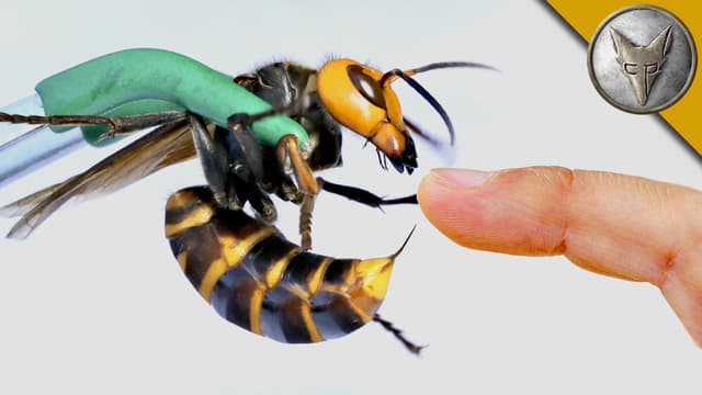 S01:E05 - Stung by a Murder Hornet!