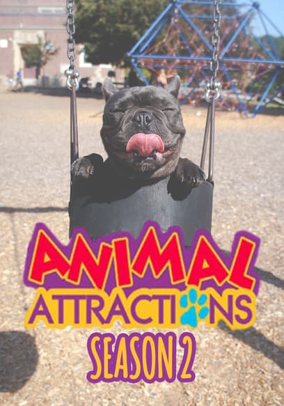 Animal Attractions poster