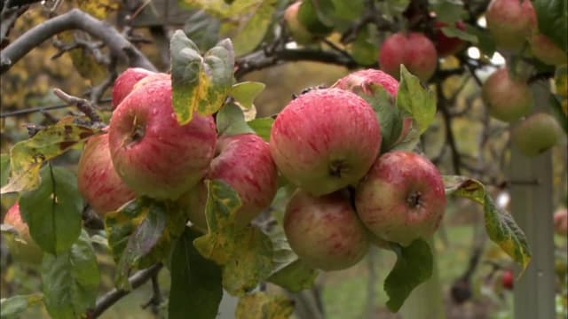 S01:E04 - Apples and Cider