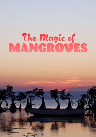 The Magic of Mangroves