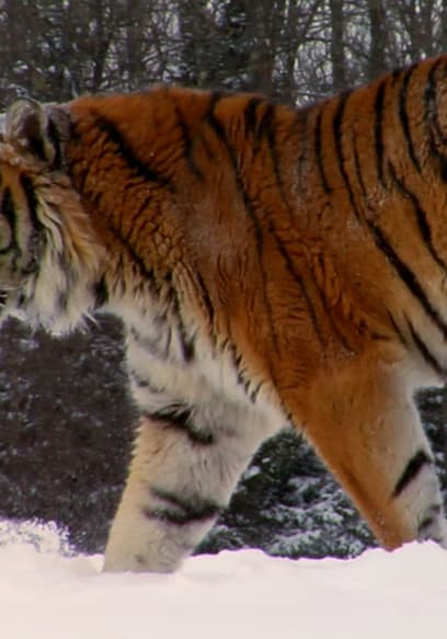 S01:E02 - Grandes felinos poster