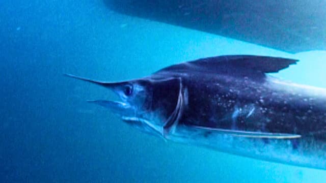 S01:E02 - Marlin Mission to Magdalena Bay: Part 1