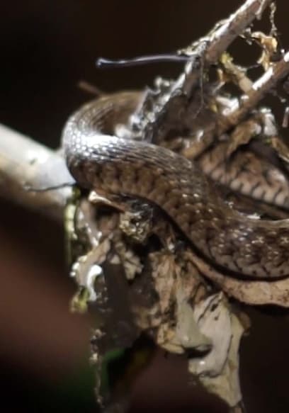 S01:E07 - Banded Kraits and a Legend of Peril poster