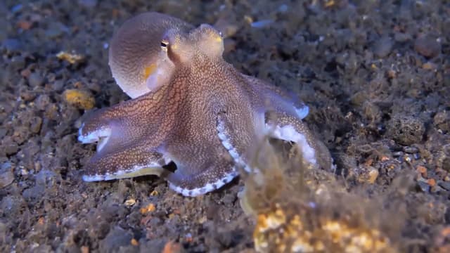 S01:E06 - Ocean Creatures Doing Unexpected Things: Weird and Wonderful Sea Life Compilation