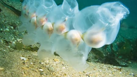 S01:E09 - Extraordinary Living Things: From World-Changing Bacteria to Space-Age Primates