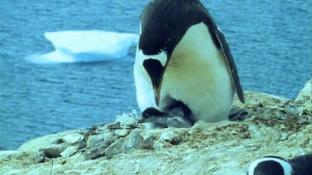 S01:E10 - Animales bebés (Pt. 2)