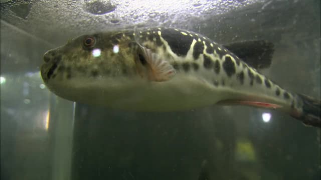 S08:E01 - Fugu and More