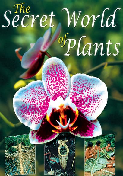 The Secret World of Plants