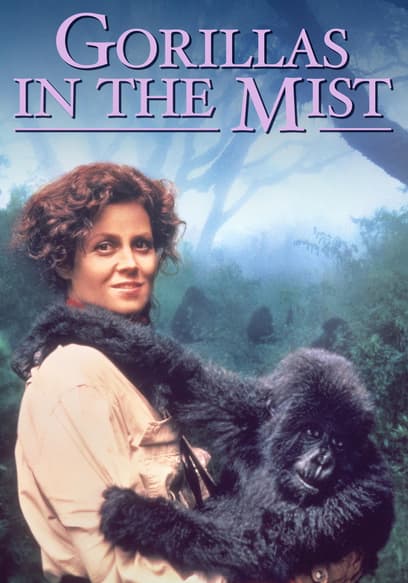 Gorillas in the Mist