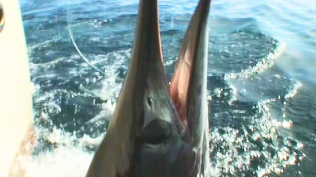 S03:E16 - Reel-Screaming Marlin Action in the East Cape: Part 1