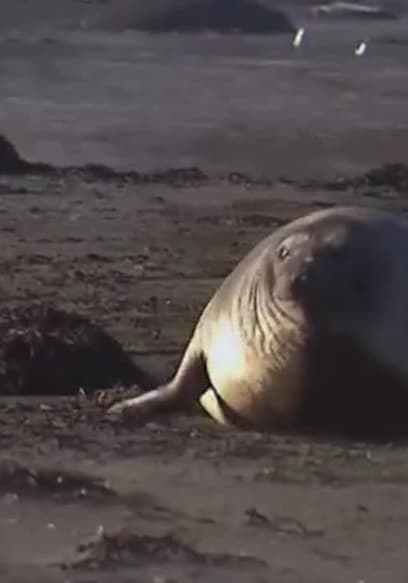 S01:E08 - The Sea Elephant's Beach poster
