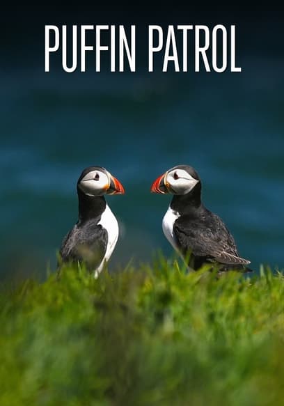 Puffin Patrol