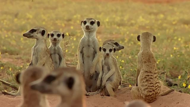 S01:E10 - Flower Power