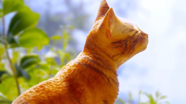 S26:E06 - Stray (Pt. 3)