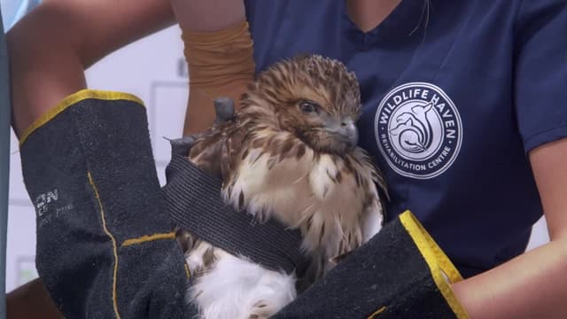 S02:E04 - Alaskan Seal Rescue