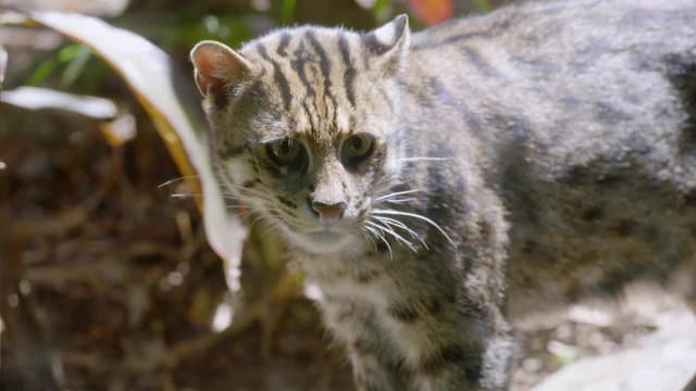 S01:E08 - Fishing Cat