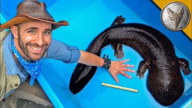 S01:E12 - Crazy Creatures: Huge Salamanders & Batfish