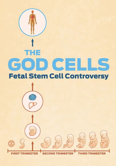 The God Cells: A Fetal Stem Cell Journey