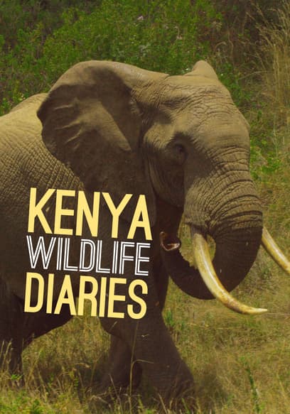 Kenya Wildlife Diaries