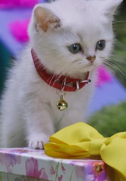 S01:E12 - Socks for Kittens / Hopping Day / The Tortoise and the Scare poster