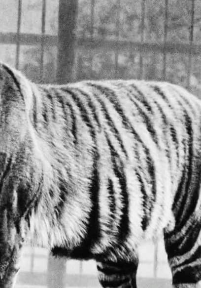 S01:E05 - The Javan Tiger poster