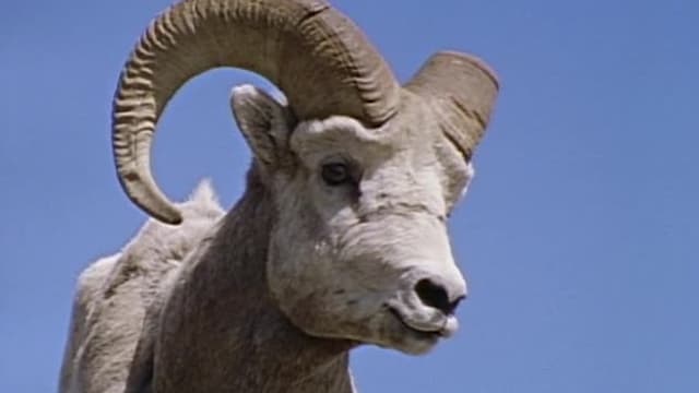 S03:E302 - Bighorn!