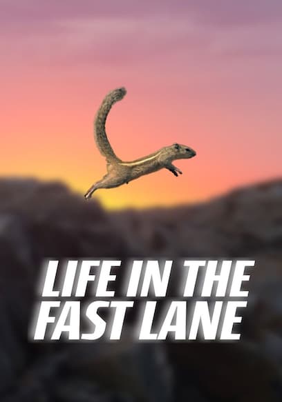 Nature's Oddballs: Life in the Fast Lane