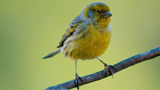 S01:E02 - El mundo de las montañas de fuego