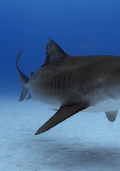 Póster de S01:E04 - Sharks