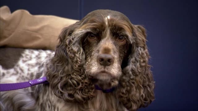 S01:E02 - Rufus, Dixie, and Daphne