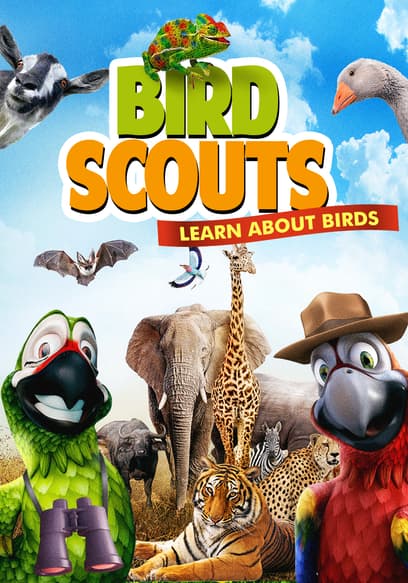 Bird Scouts: Learn About Birds Trailer