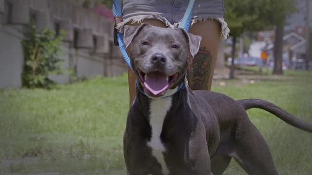 S13:E04 - Southern Dogs in the City