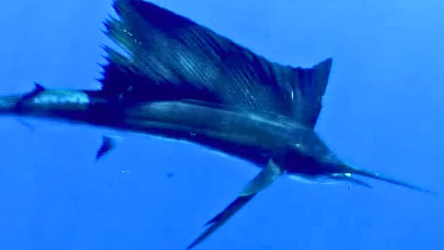 S01:E16 - The Great Baja Marlin Evasion