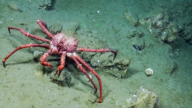 S01:E05 - Ocean Mysteries Finally Explained: Eels, Crabs, and Deep-Sea Secrets Compilation