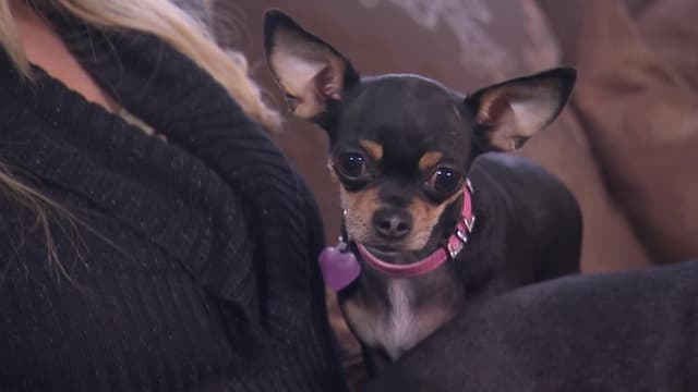 S09:E07 - Playboy Playmates