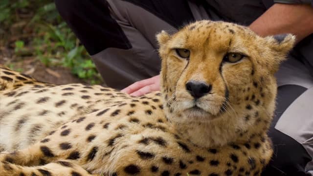 S07:E10 - Feeding a Cheetah