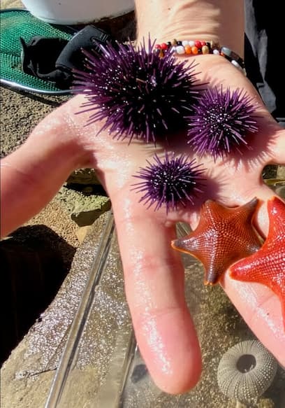 S01:E02 - Water Worlds: Tide Pools & Blue Lagoons poster