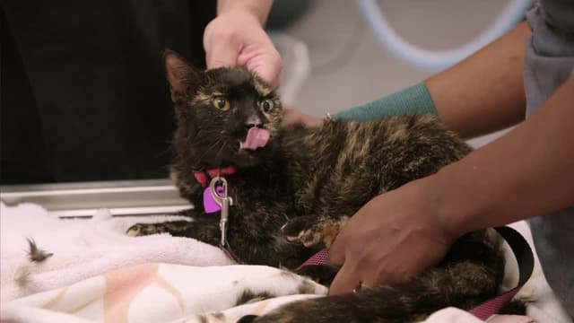 S06:E07 - Saving Captain Hook