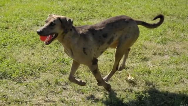 S01:E09 - Man’s Best Friend