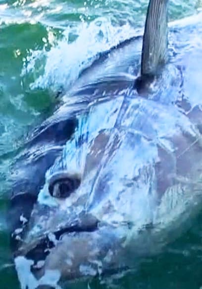 S01:E11 - 600 Yard Monster Bluefin Run: Prince Edward Island poster