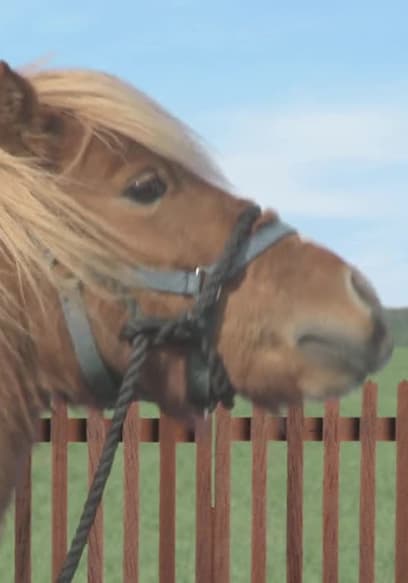 S01:E120 - Horse poster