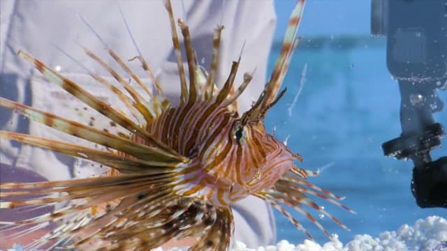 S03:E10 - Ocean Dwellers