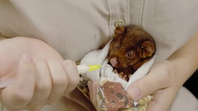 S01:E03 - Giraffe Road Trip