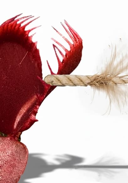S01:E08 - The Quickest Flytrap Will Win a Drop of My Blood poster