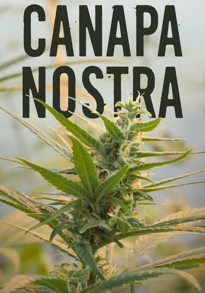 Canapa Nostra