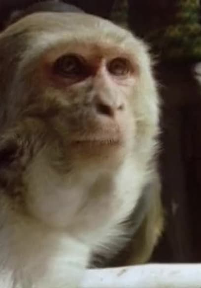 S01:E04 - Varmints: Most Annoying Animals on Earth poster